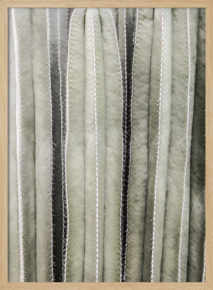 Cactus Symphony | Poster