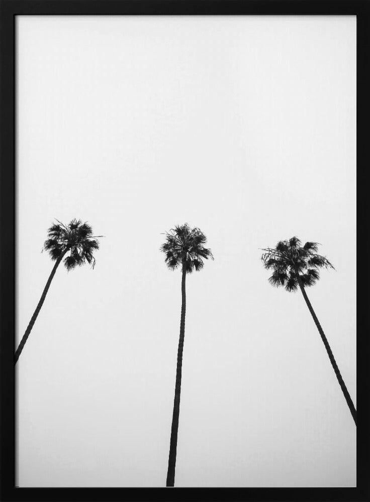 Skyward Palms Trio | Poster