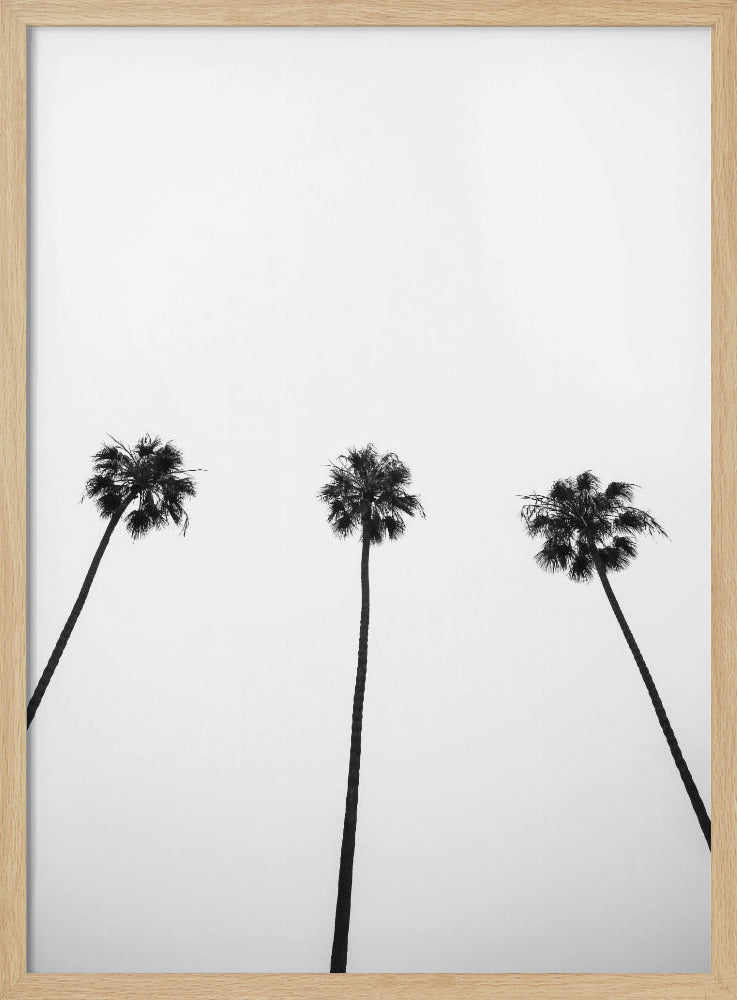 Skyward Palms Trio | Poster