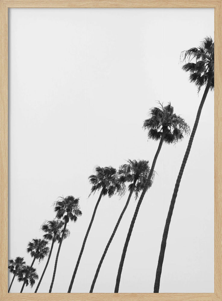 Tall Palm Parade | Poster