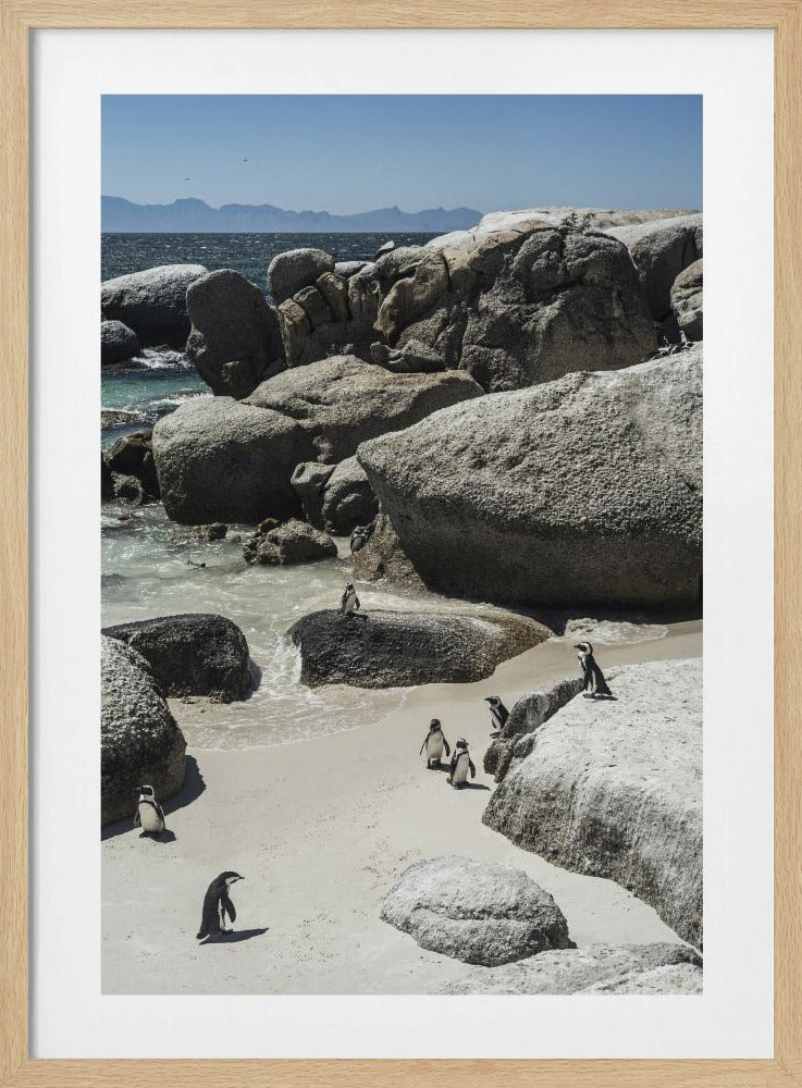 Penguins&#039; Coastal Stroll | Poster