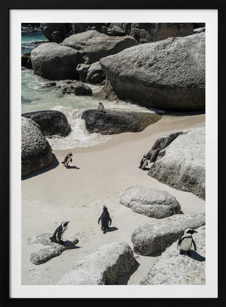 Penguin Beach Stroll | Poster