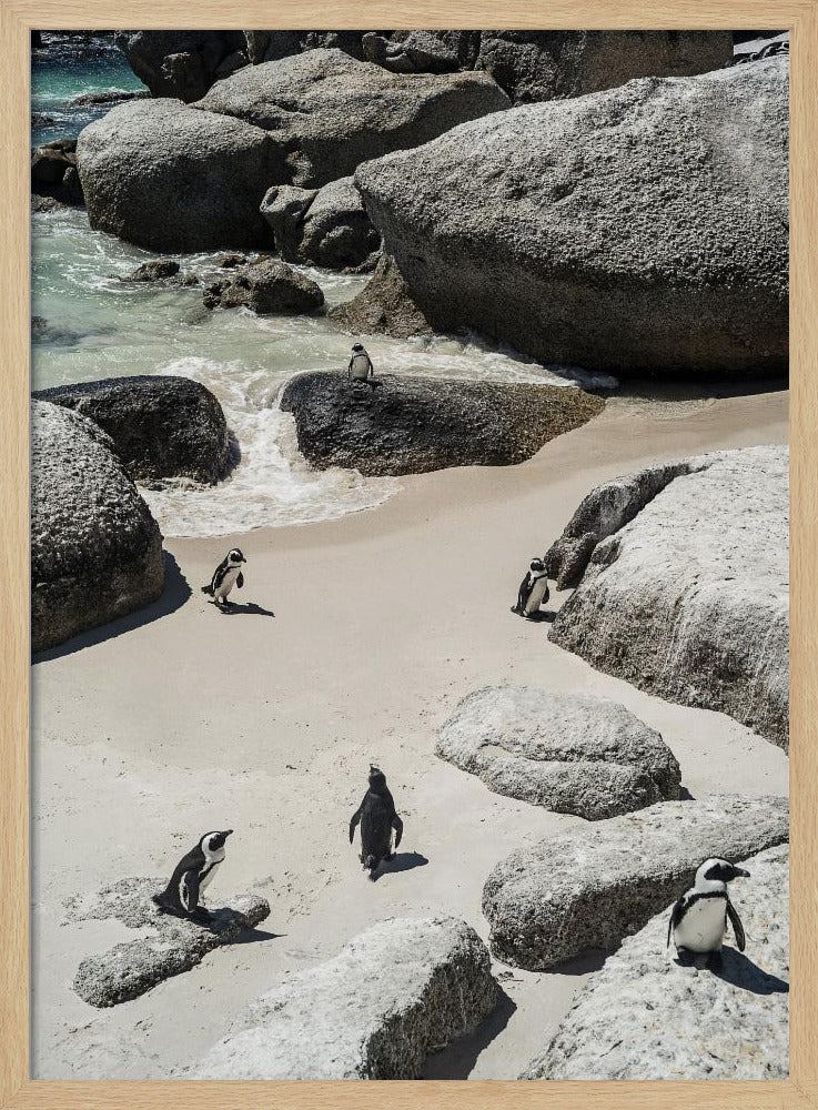 Penguin Beach Stroll | Poster