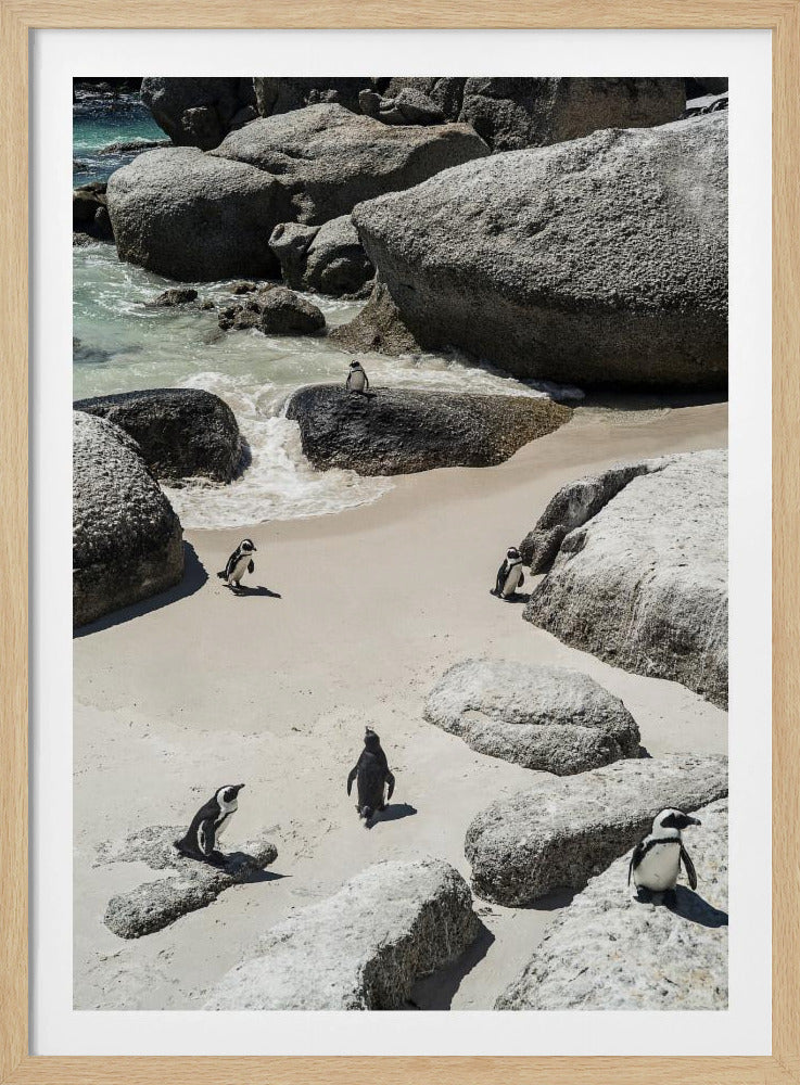 Penguin Beach Stroll | Poster