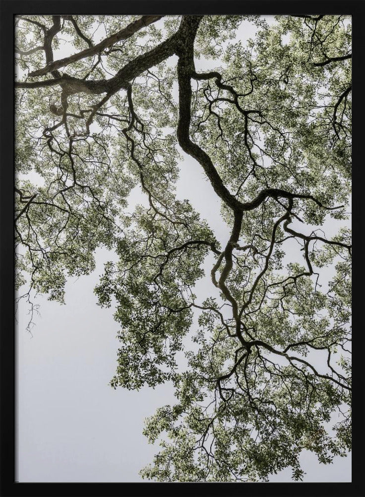 Ethereal Canopy | Poster