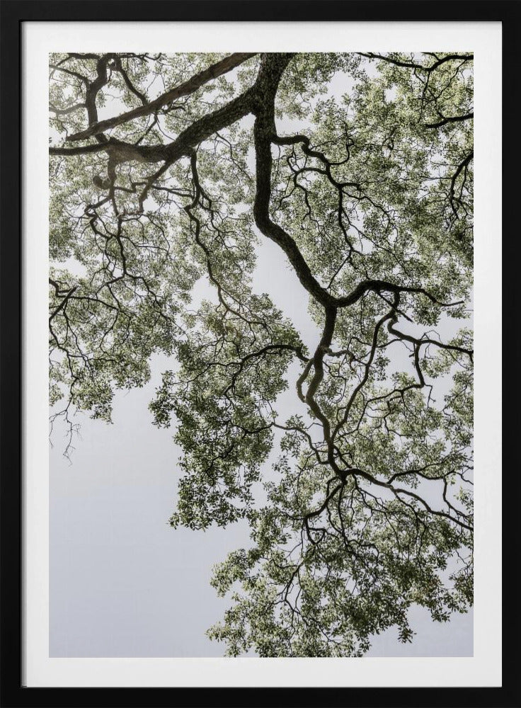 Ethereal Canopy | Poster