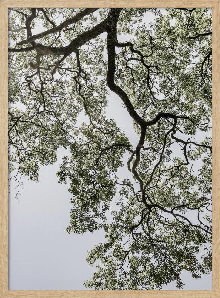 Ethereal Canopy | Poster