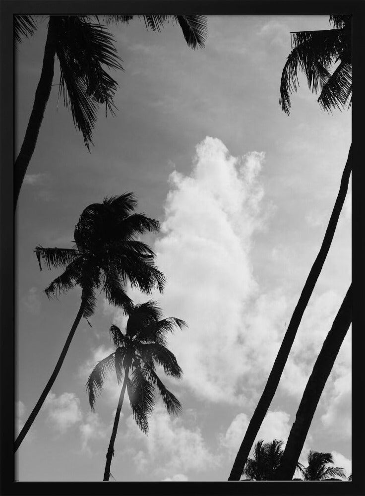 Silhouetted Palms | Poster