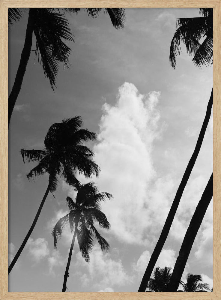 Silhouetted Palms | Poster