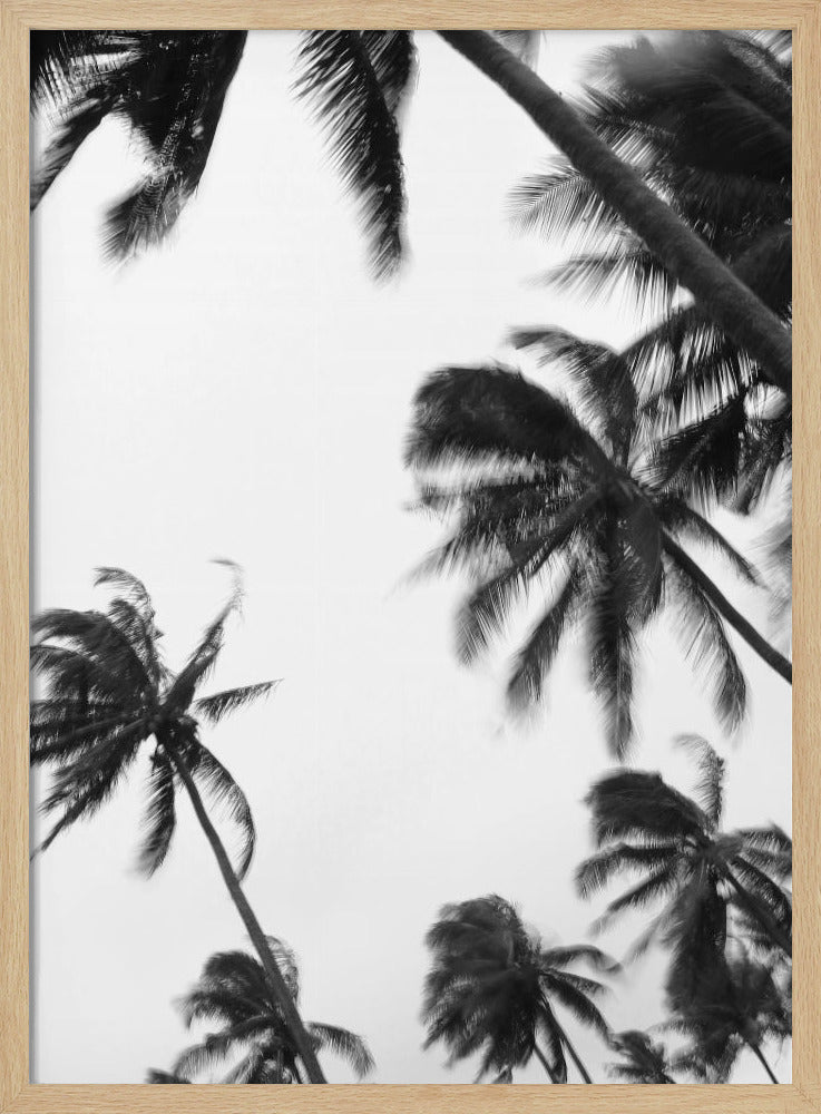 Swaying Palms | Poster