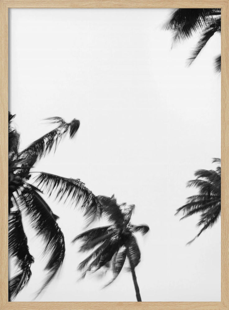 Swaying Palms | Poster