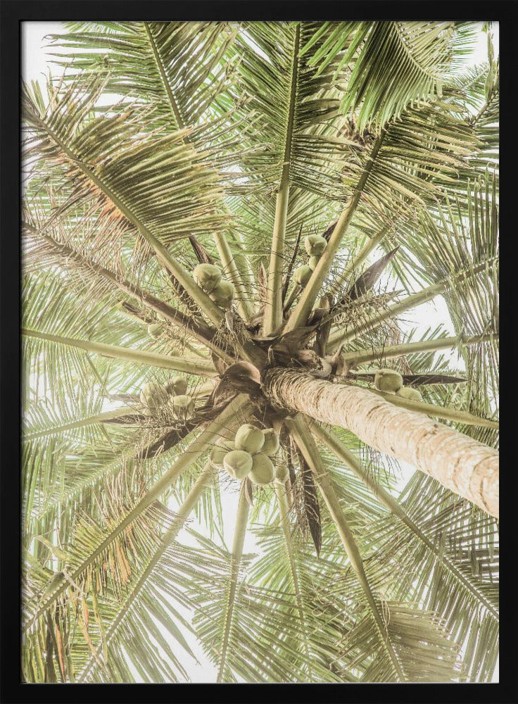 Coconut Canopy | Poster