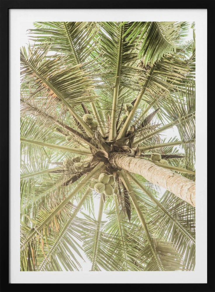Coconut Canopy | Poster