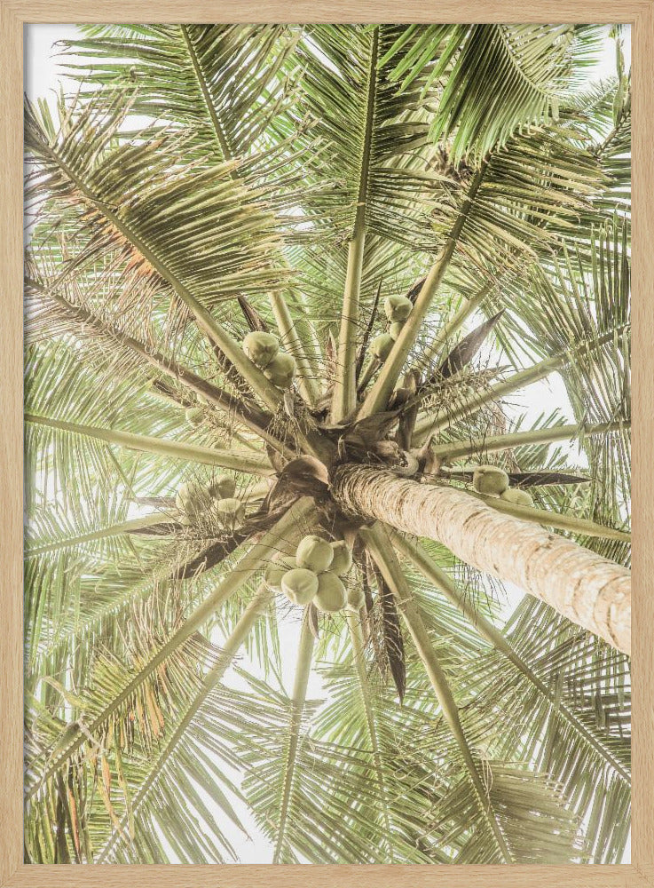 Coconut Canopy | Poster
