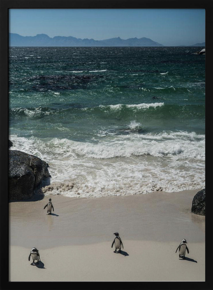 Penguin Beach Stroll | Poster