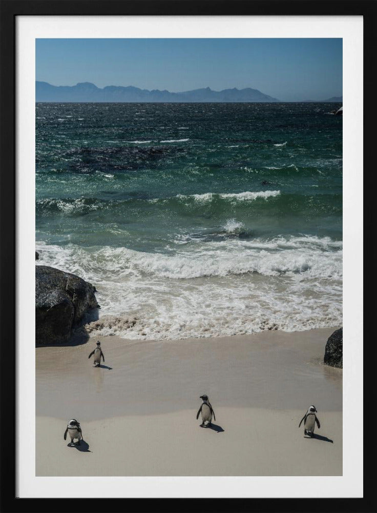 Penguin Beach Stroll | Poster