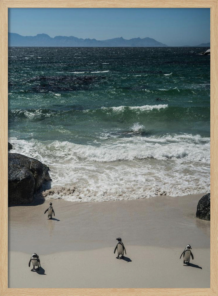 Penguin Beach Stroll | Poster