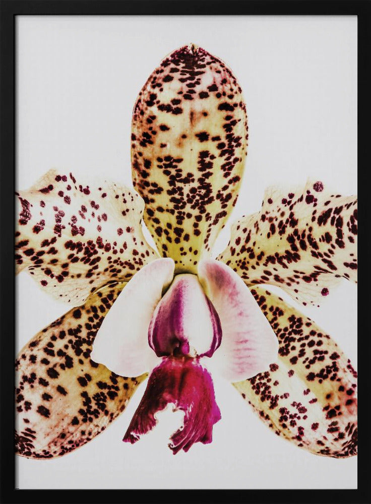 Spotted Orchid Burst | Poster