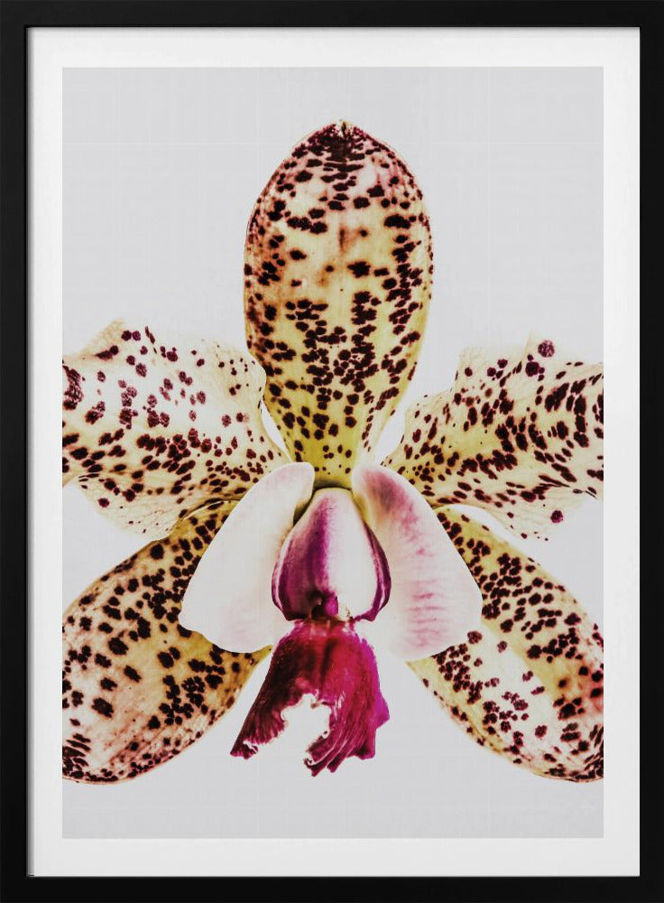 Spotted Orchid Burst | Poster