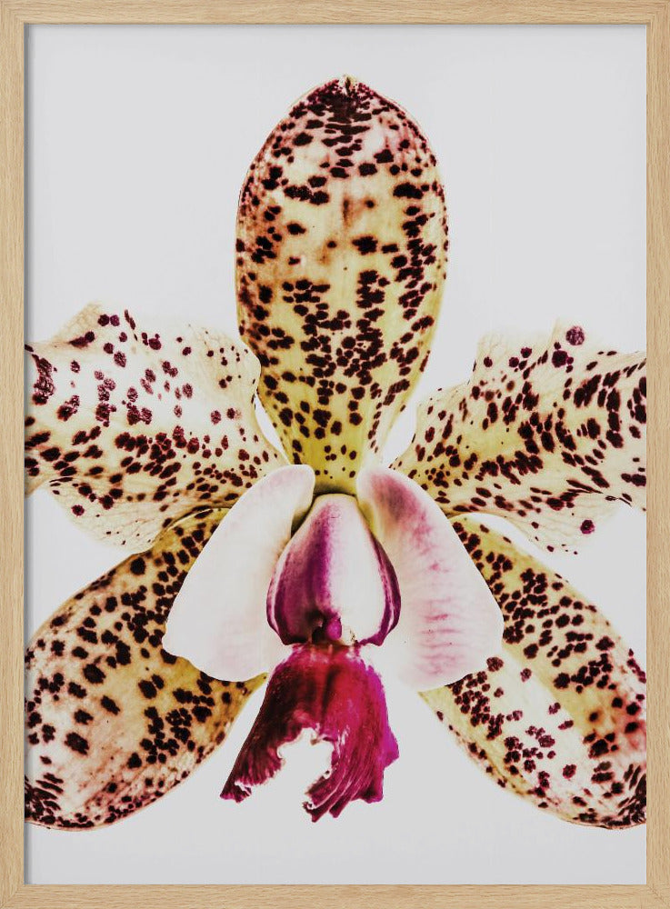 Spotted Orchid Burst | Poster