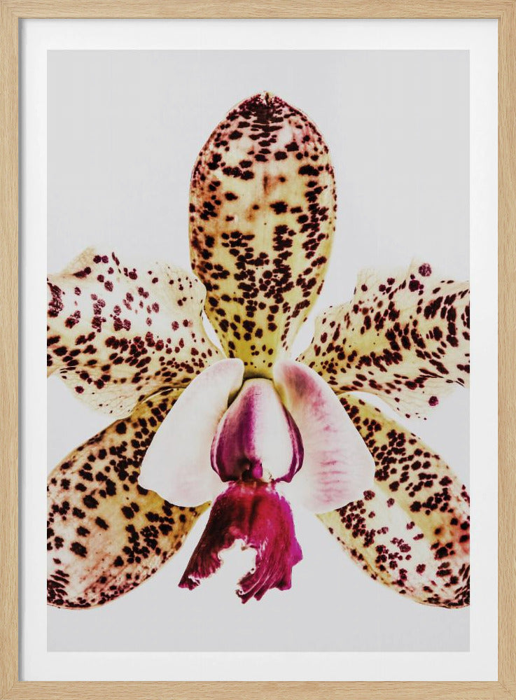 Spotted Orchid Burst | Poster