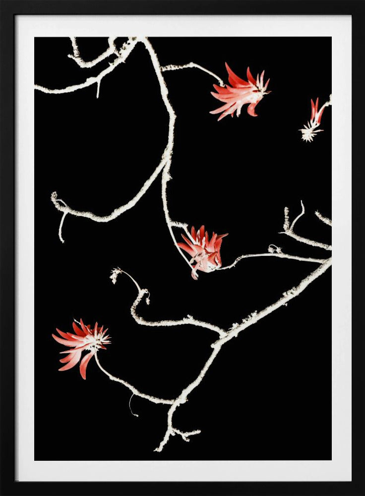 Scarlet Branch Dance | Poster