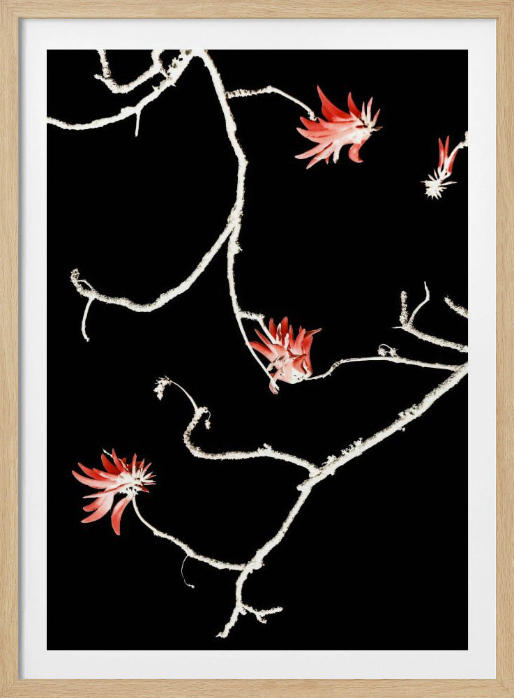 Scarlet Branch Dance | Poster