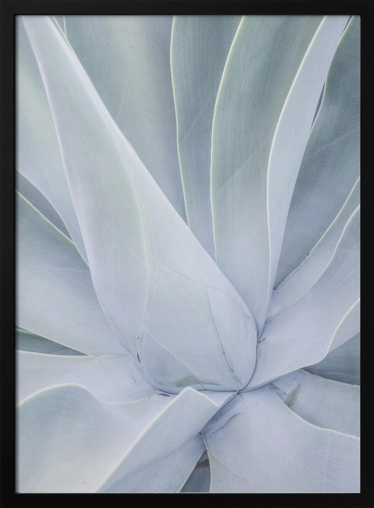 Silvery Succulent | Poster