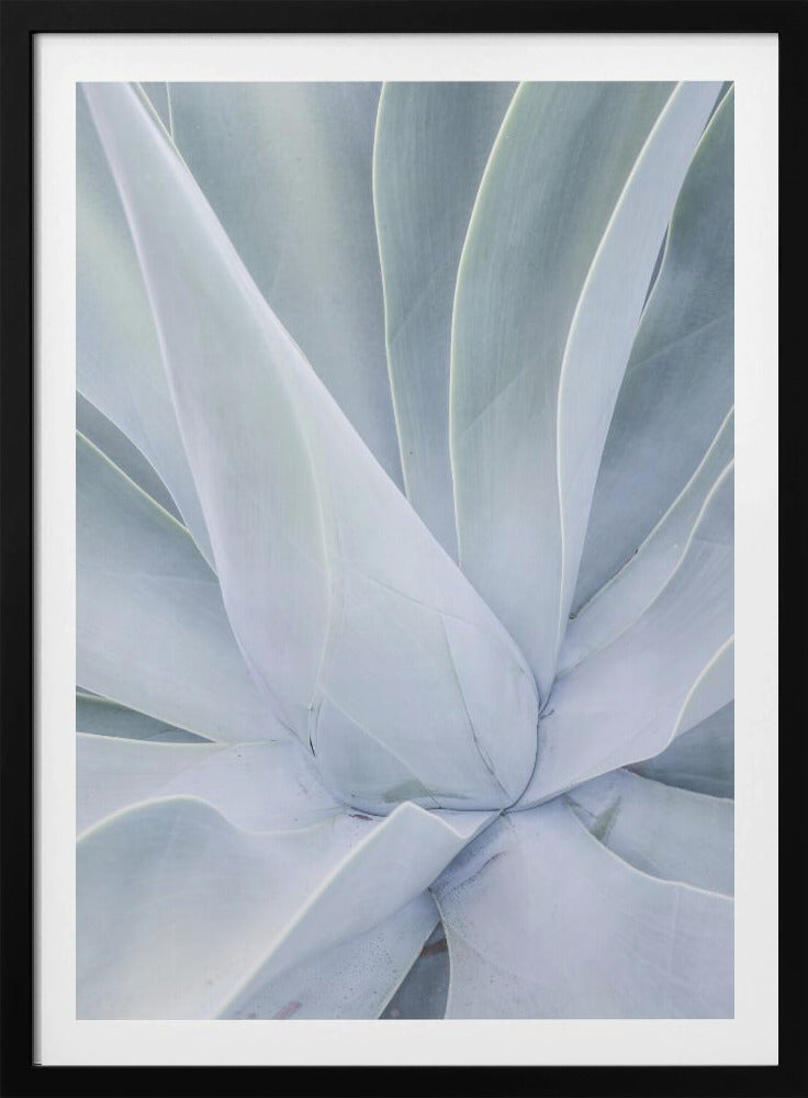 Silvery Succulent | Poster