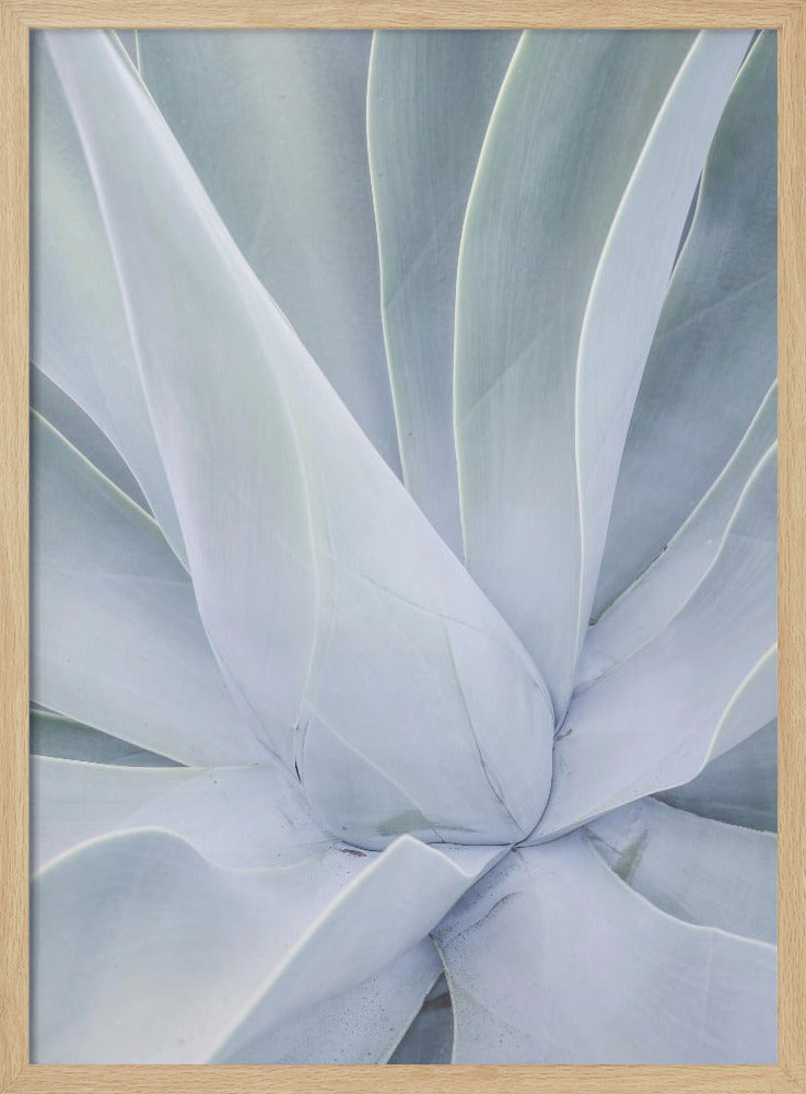 Silvery Succulent | Poster