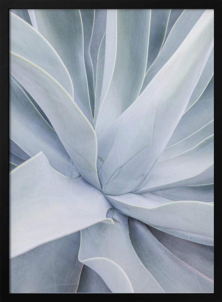 Silver Succulent Swirl | Poster