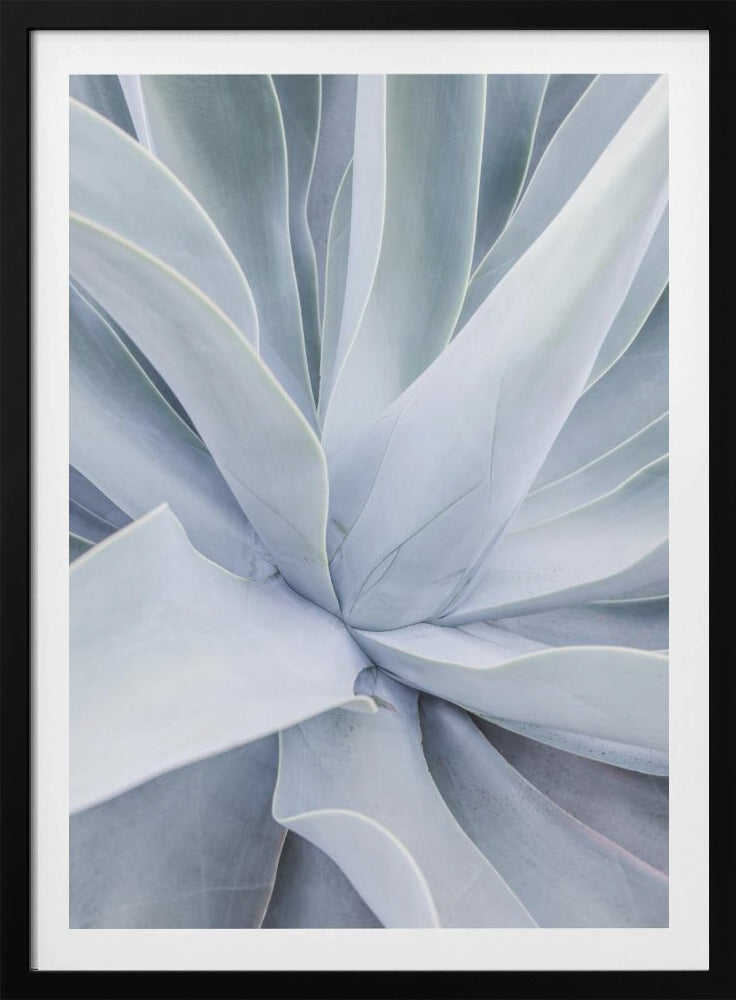 Silver Succulent Swirl | Poster