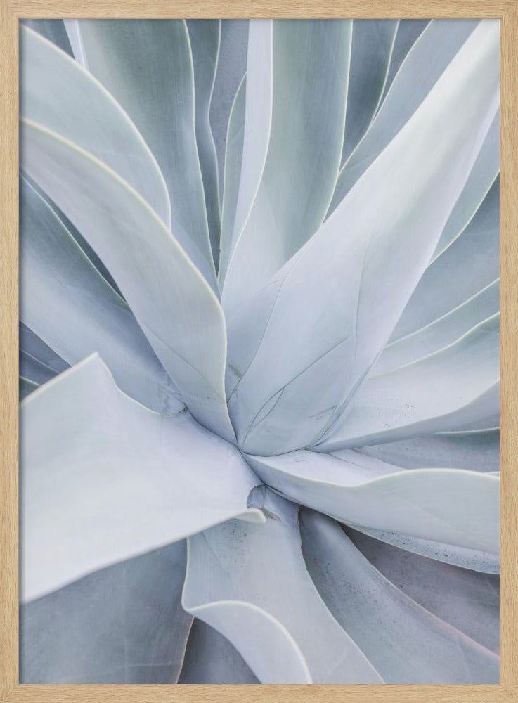 Silver Succulent Swirl | Poster