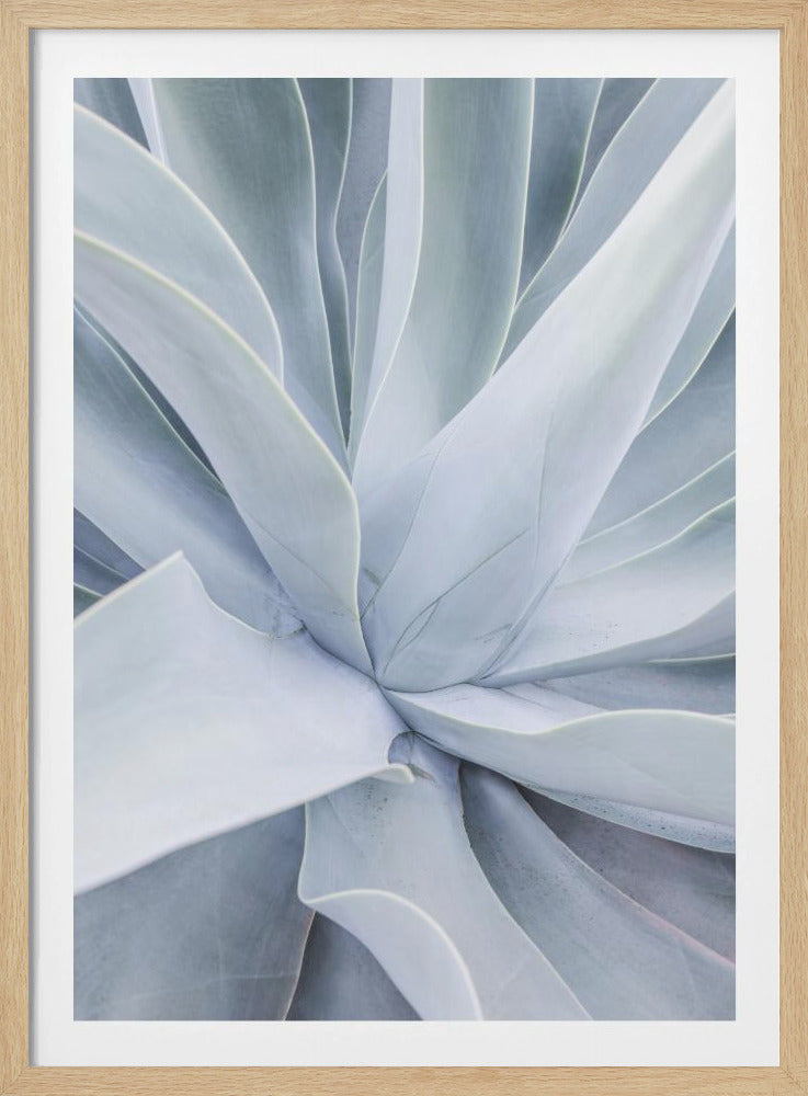 Silver Succulent Swirl | Poster