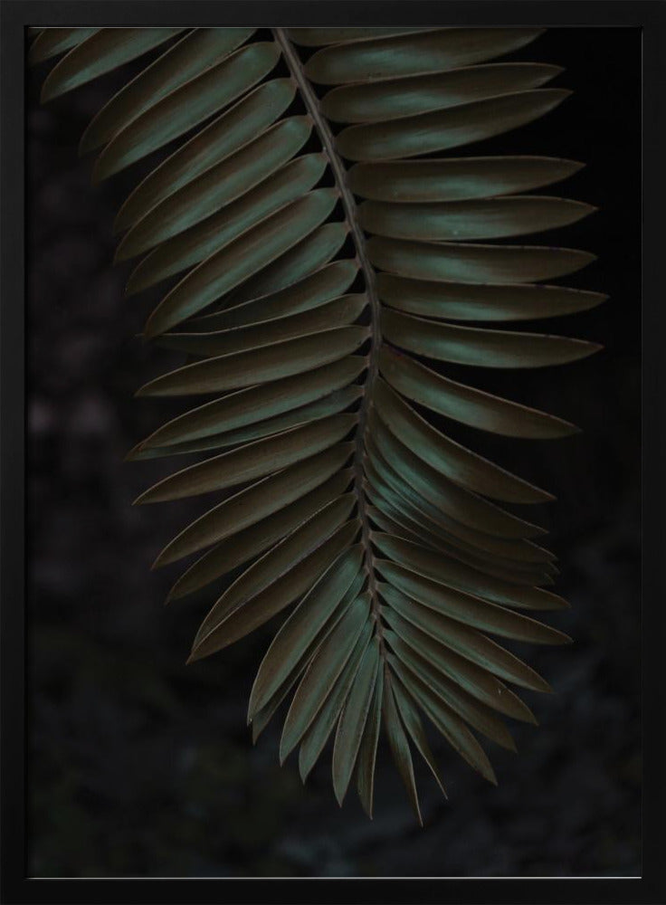 Frond in Shadow | Poster