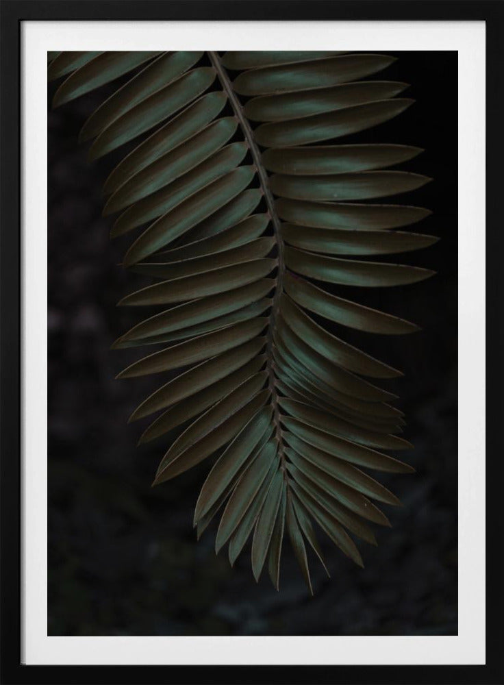 Frond in Shadow | Poster