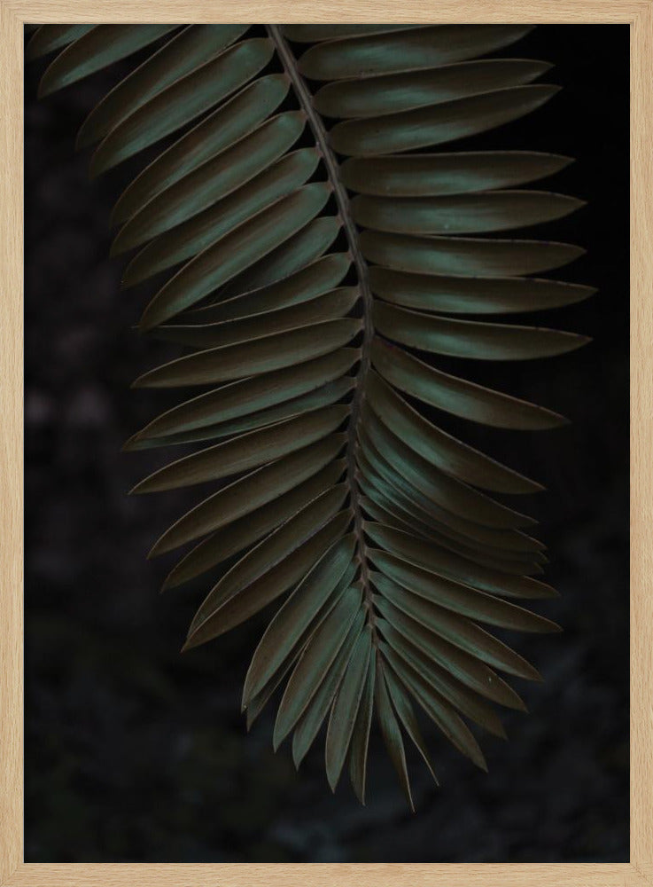 Frond in Shadow | Poster