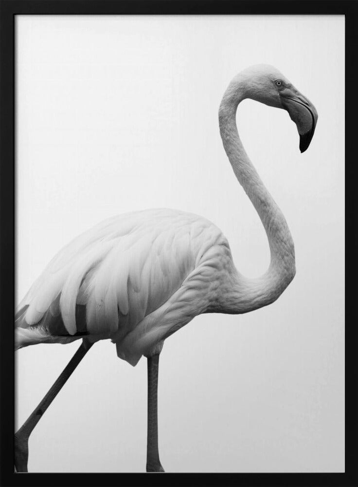 Graceful Silhouette | Poster