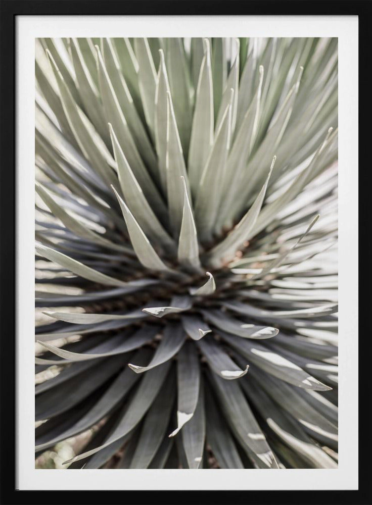 Spiky Serenity | Poster