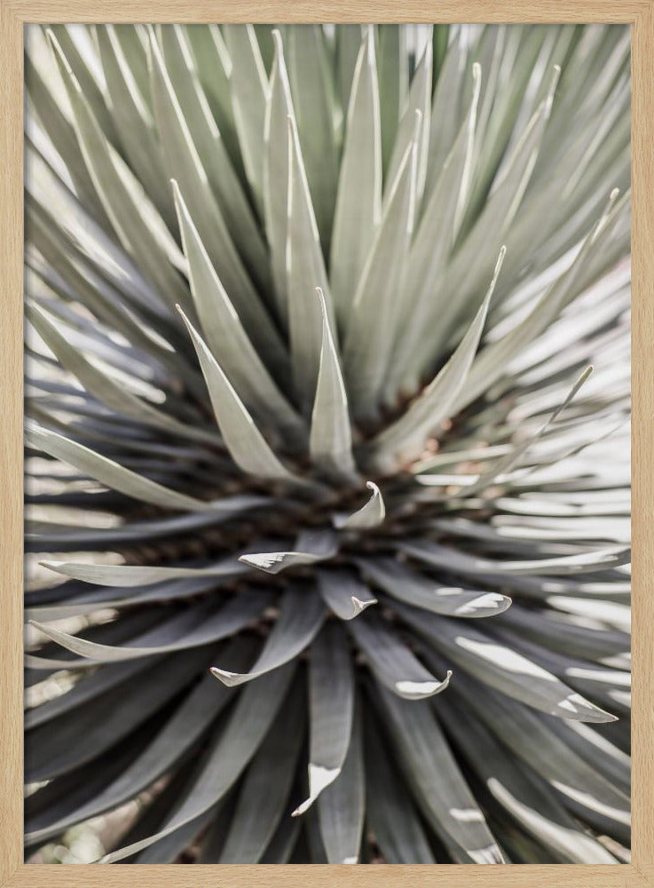 Spiky Serenity | Poster