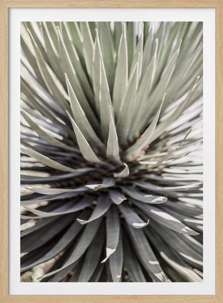 Spiky Serenity | Poster