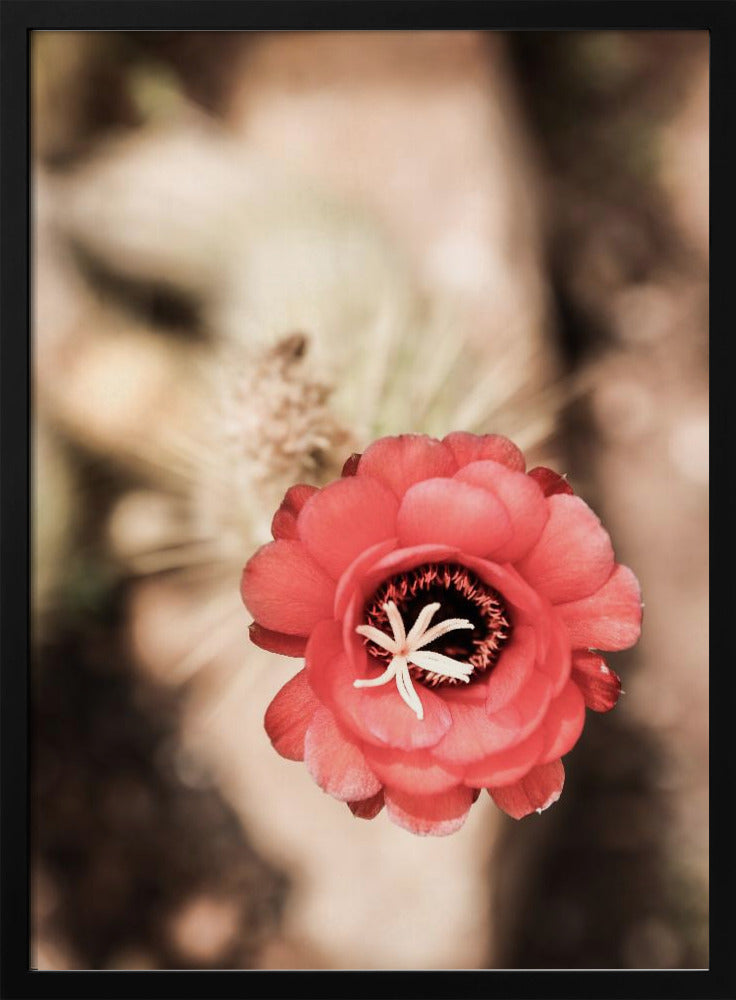 Desert Bloom Dance | Poster
