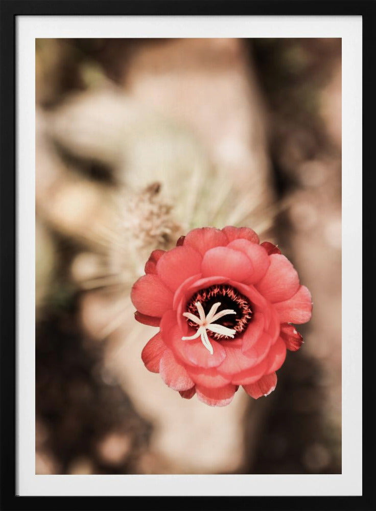 Desert Bloom Dance | Poster