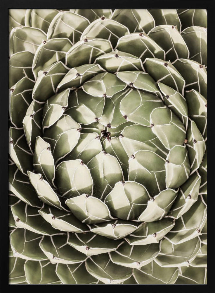 Geometric Succulent | Poster