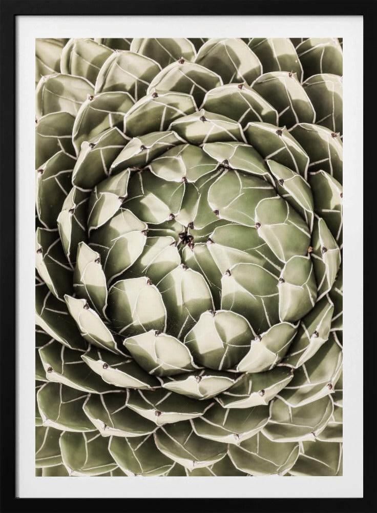 Geometric Succulent | Poster
