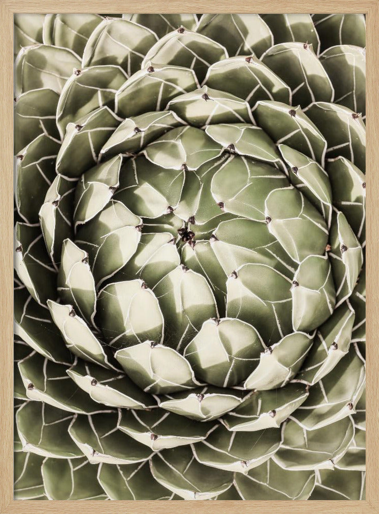 Geometric Succulent | Poster