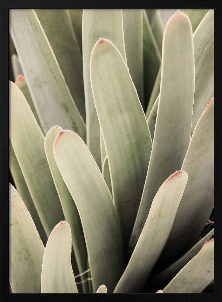 Succulent Symphony | Poster