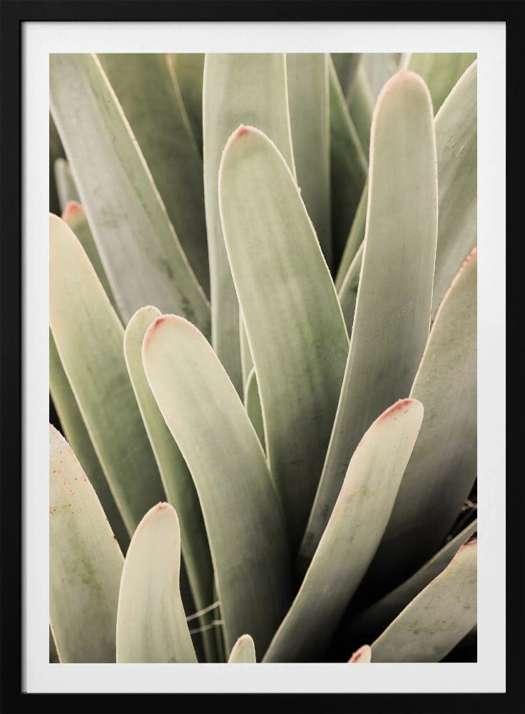 Succulent Symphony | Poster