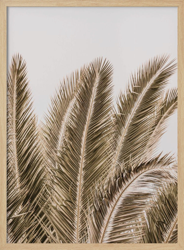 Windswept Palms | Poster