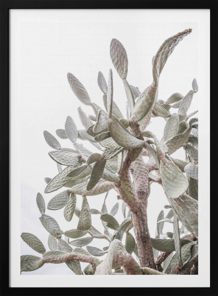 Cactus Whispers | Poster